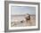 Pony Ride on the Beach-Heywood Hardy-Framed Giclee Print