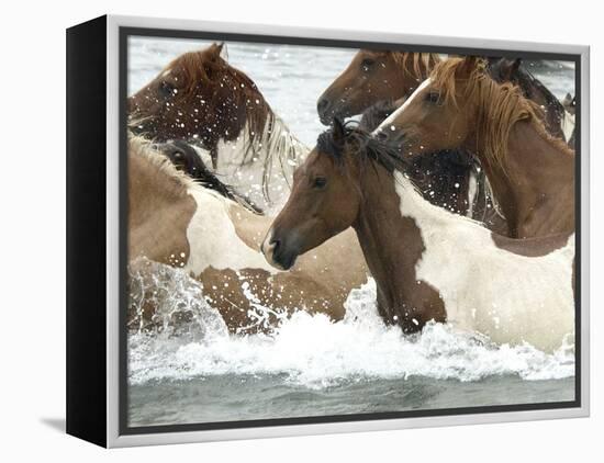 Pony Swim-Scott Neville-Framed Premier Image Canvas