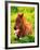 Pony-null-Framed Photographic Print