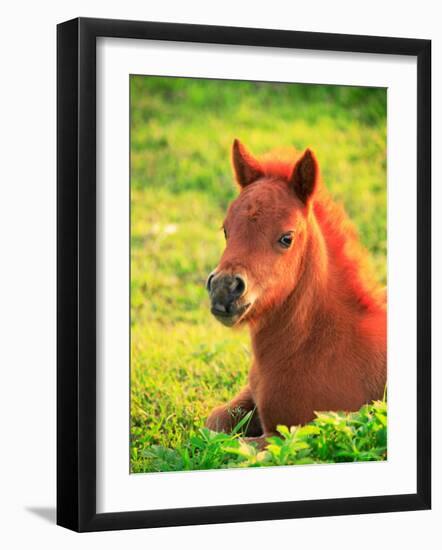 Pony-null-Framed Photographic Print