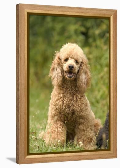 Poodle Dog-null-Framed Premier Image Canvas