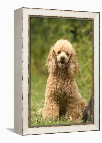 Poodle Dog-null-Framed Premier Image Canvas