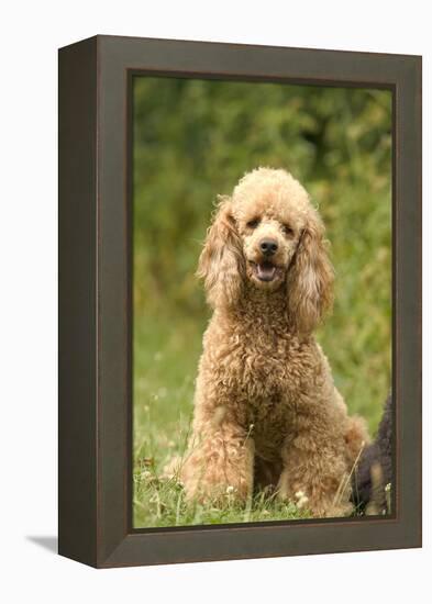 Poodle Dog-null-Framed Premier Image Canvas