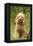 Poodle Dog-null-Framed Premier Image Canvas
