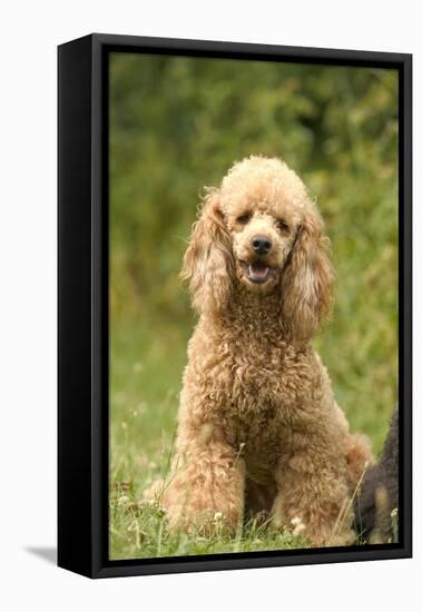 Poodle Dog-null-Framed Premier Image Canvas