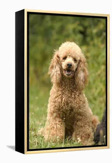 Poodle Dog-null-Framed Premier Image Canvas