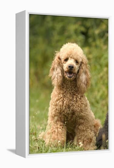 Poodle Dog-null-Framed Premier Image Canvas