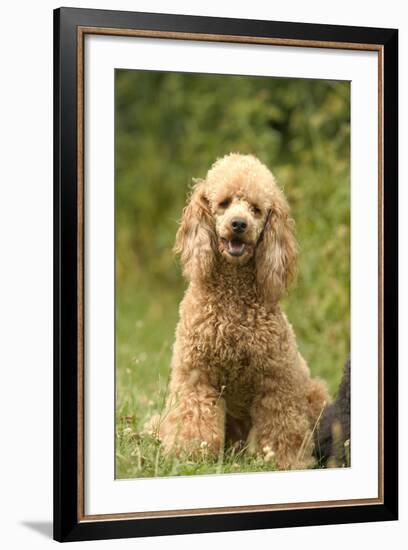 Poodle Dog-null-Framed Photographic Print