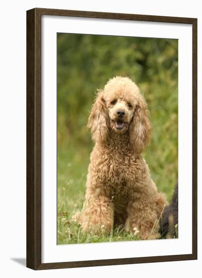 Poodle Dog-null-Framed Photographic Print