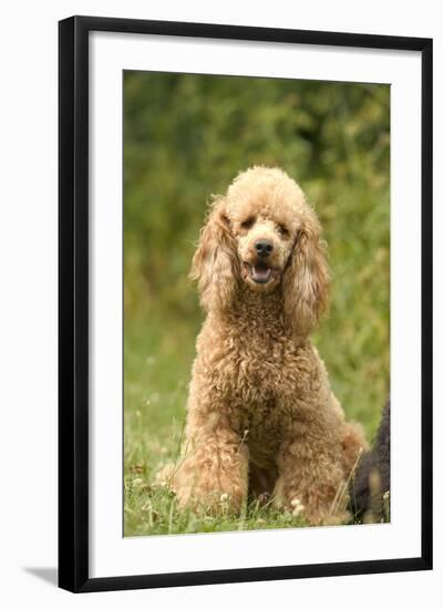 Poodle Dog-null-Framed Photographic Print