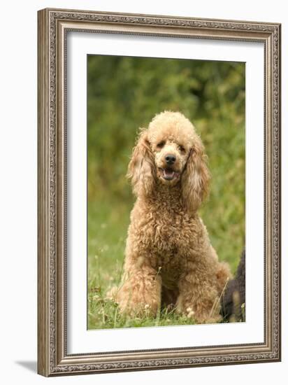 Poodle Dog-null-Framed Photographic Print