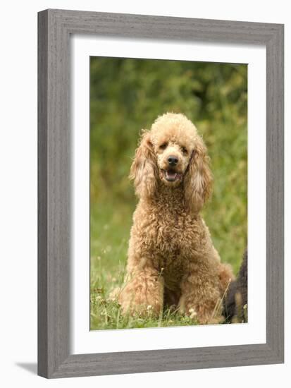 Poodle Dog-null-Framed Photographic Print