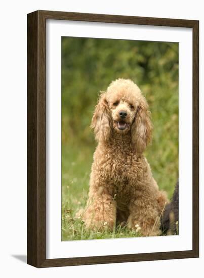 Poodle Dog-null-Framed Photographic Print