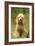 Poodle Dog-null-Framed Photographic Print