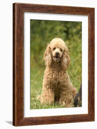 Poodle Dog-null-Framed Photographic Print