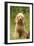 Poodle Dog-null-Framed Photographic Print