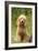 Poodle Dog-null-Framed Photographic Print