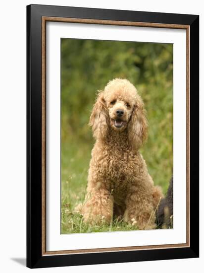 Poodle Dog-null-Framed Photographic Print