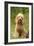 Poodle Dog-null-Framed Photographic Print