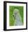 Poodle (grey)-John Golden-Framed Art Print