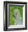 Poodle (grey)-John Golden-Framed Art Print