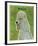 Poodle (grey)-John W^ Golden-Framed Art Print