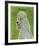 Poodle (grey)-John W^ Golden-Framed Art Print