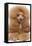 Poodle Miniature-null-Framed Premier Image Canvas