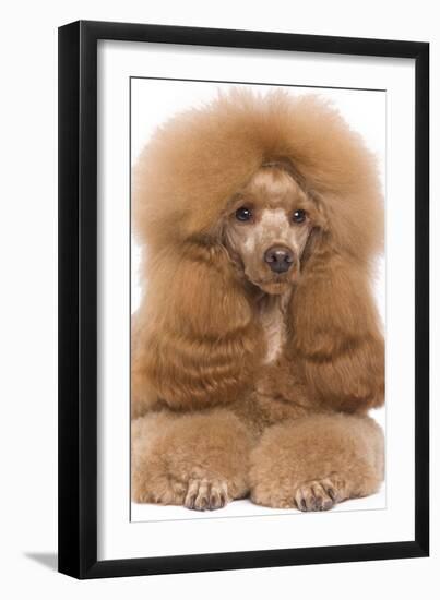 Poodle Miniature-null-Framed Photographic Print