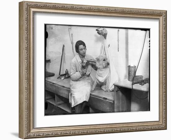 Poodle Parlour 1930s-null-Framed Photographic Print