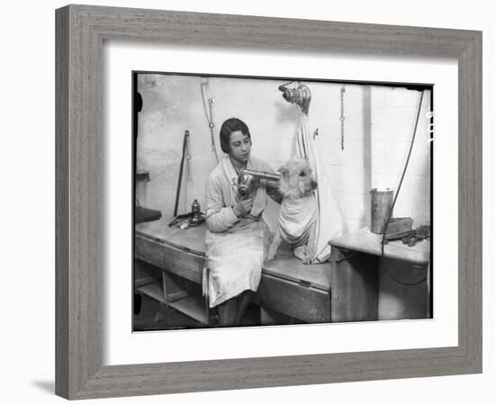 Poodle Parlour 1930s-null-Framed Photographic Print