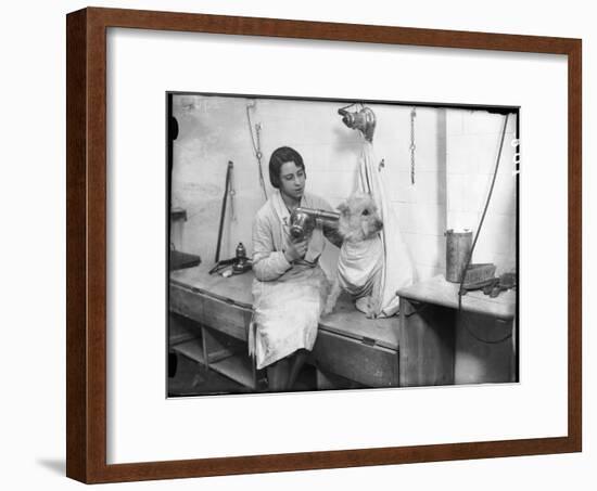 Poodle Parlour 1930s-null-Framed Photographic Print