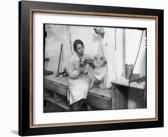 Poodle Parlour 1930s-null-Framed Photographic Print