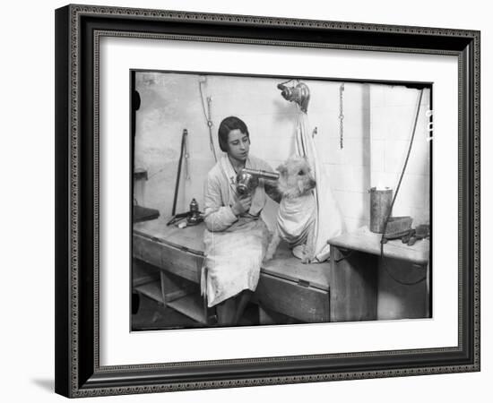 Poodle Parlour 1930s-null-Framed Photographic Print