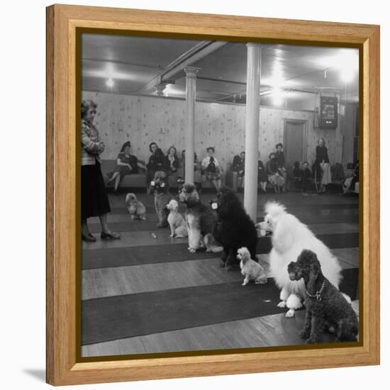 Poodle's Being Trained in Obedience School-null-Framed Premier Image Canvas