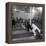 Poodle's Being Trained in Obedience School-null-Framed Premier Image Canvas