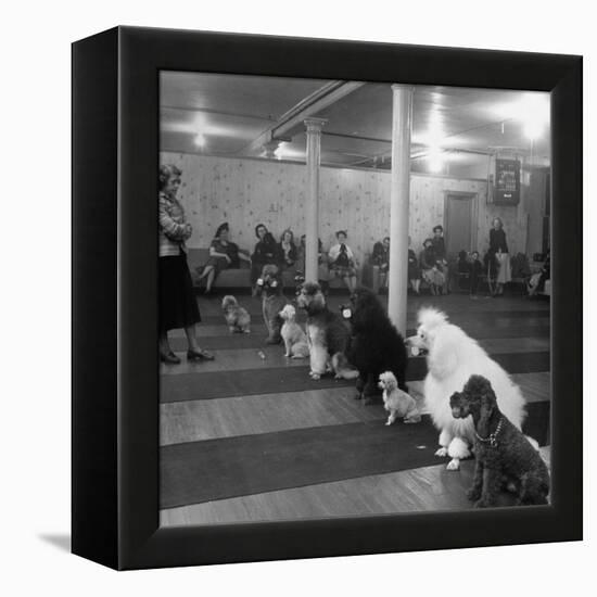 Poodle's Being Trained in Obedience School-null-Framed Premier Image Canvas