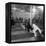 Poodle's Being Trained in Obedience School-null-Framed Premier Image Canvas