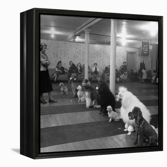 Poodle's Being Trained in Obedience School-null-Framed Premier Image Canvas