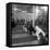 Poodle's Being Trained in Obedience School-null-Framed Premier Image Canvas