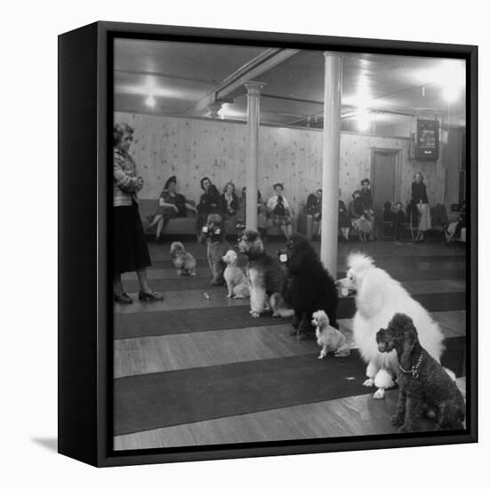 Poodle's Being Trained in Obedience School-null-Framed Premier Image Canvas