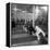 Poodle's Being Trained in Obedience School-null-Framed Premier Image Canvas