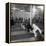 Poodle's Being Trained in Obedience School-null-Framed Premier Image Canvas