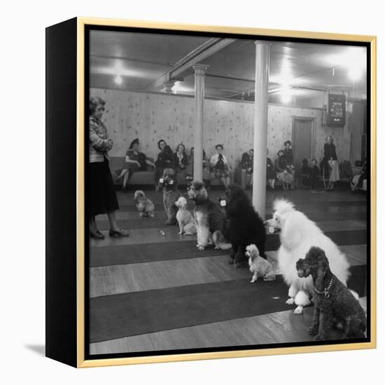 Poodle's Being Trained in Obedience School-null-Framed Premier Image Canvas