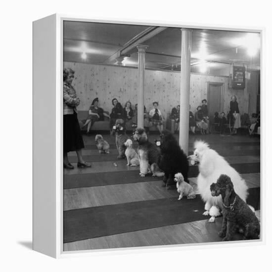 Poodle's Being Trained in Obedience School-null-Framed Premier Image Canvas