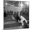 Poodle's Being Trained in Obedience School-null-Mounted Premium Photographic Print