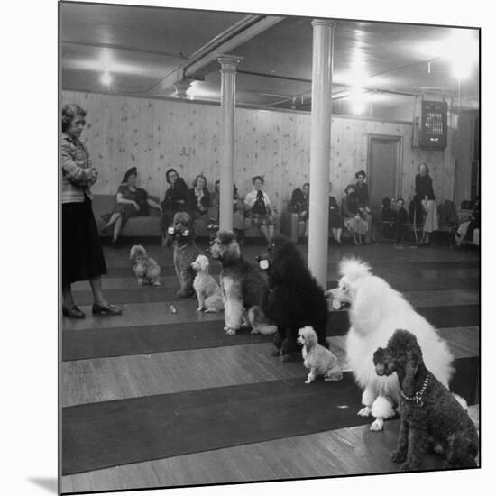 Poodle's Being Trained in Obedience School-null-Mounted Premium Photographic Print