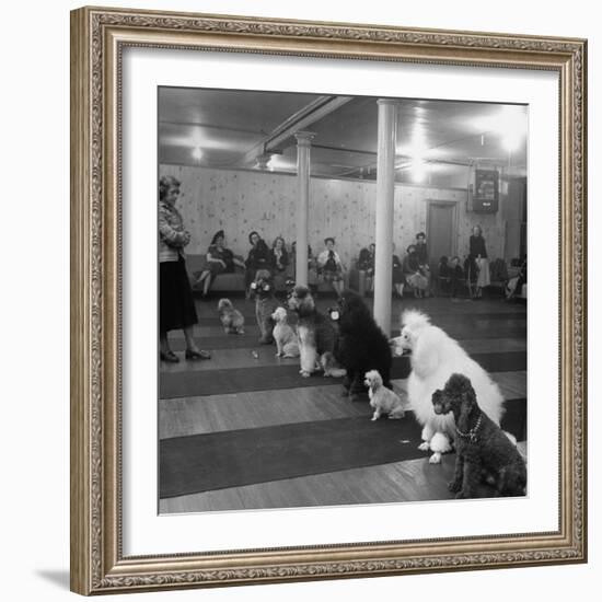 Poodle's Being Trained in Obedience School-null-Framed Photographic Print