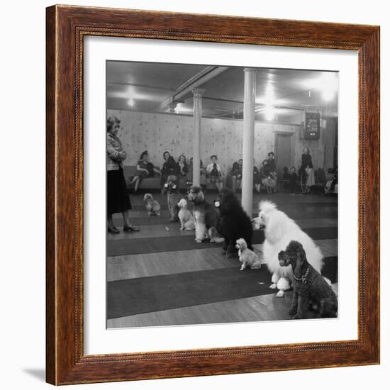 Poodle's Being Trained in Obedience School-null-Framed Photographic Print