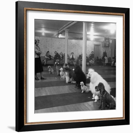 Poodle's Being Trained in Obedience School-null-Framed Photographic Print